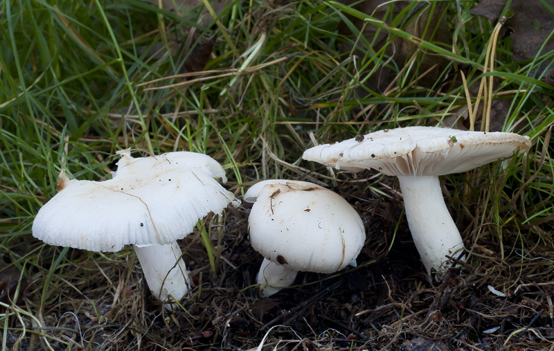 Russula amoenolens